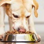 Сухой корм для собак "Хиллс": состав, виды, отзывы
