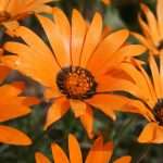 Цветок диморфотека: выращивание из семян в домашних условиях