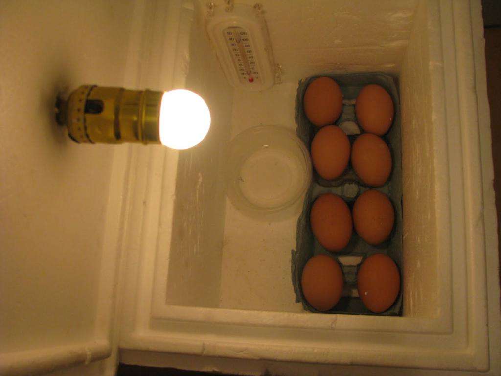 самодельный инкубатор для яиц