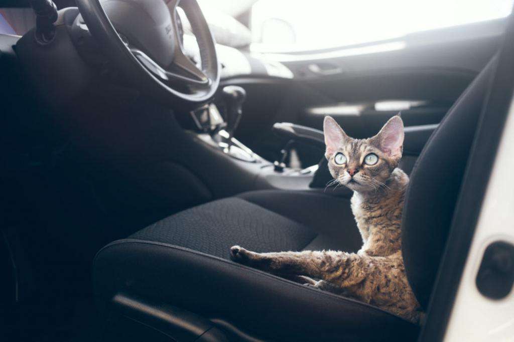 Кошка в автомобиле