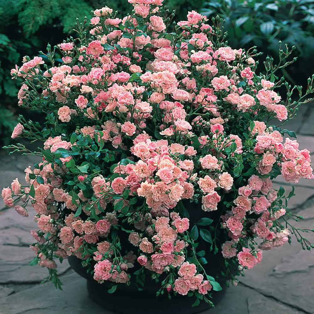 Невероятно красивые розы-патио