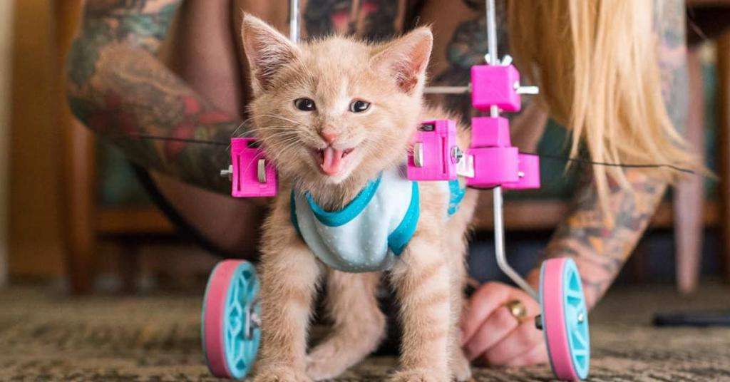 инвалидная коляска для кота