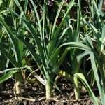 Лук-порей: выращивание из семян в домашних условиях