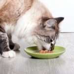 Корм для кошек "Органикс": отзывы, состав, советы ветеринаров