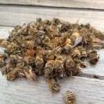 Лечение пчелиным подмором: рецепты и сфера применения