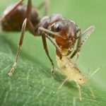 О том, как вывести муравьев с огорода и так ли уж нужно это делать