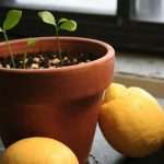 Как вырастить лимонное дерево в домашних условиях