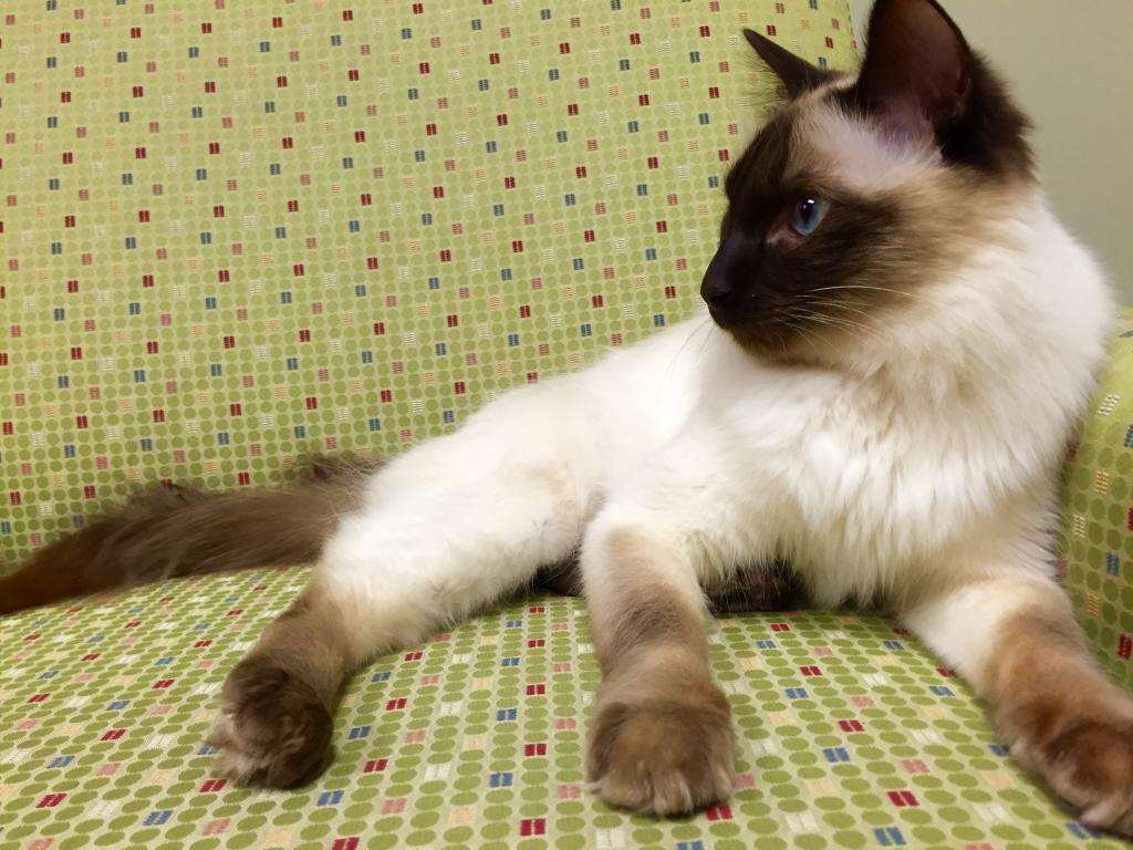балинезийская порода кошек фото