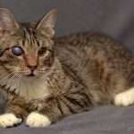 Мутный глаз у кота: причины, симптомы, описание с фото, лечение и советы ветеринаров