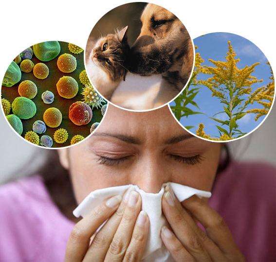 лечение аллергии на амброзию