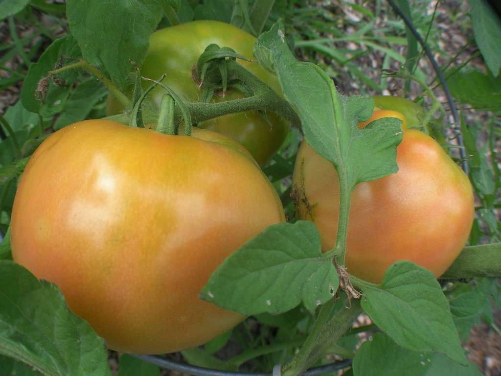 созревание томатов на кусте