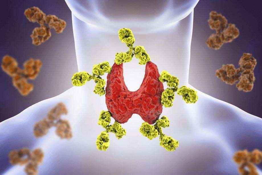 антитела и щитовидная железа