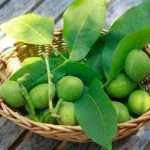 Зеленые грецкие орехи. Лечение народными методами