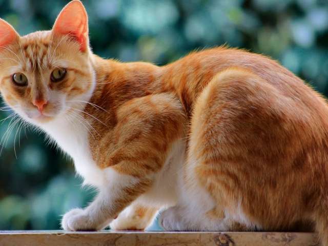 Рыжий кот с белыми пятнами