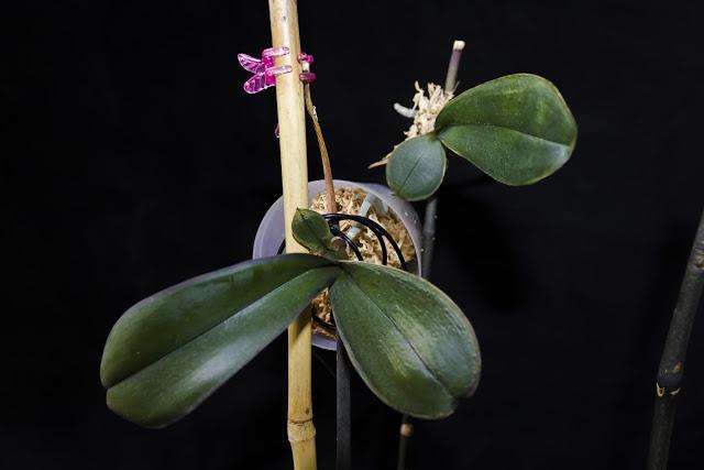 орхидея размножение фото