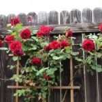 В саду появилась плетистая роза? Выращивание и уход требуют умения