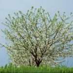 Можно ли опрыскивать деревья во время цветения или лучше этого не делать?
