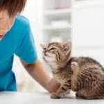 Котята чихают, что делать: причины, симптомы, виды заболеваний и лечение