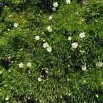 Мшанка шиловидная – вечнозеленое чудо