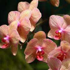 орхидеи уход и выращивание