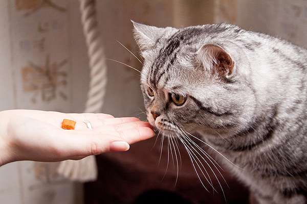 витаминные добавки для котов