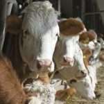 Лейкоз у коров: симптомы, диагностика, профилактика