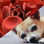 Анемия у собак: причины, симптомы и лечение