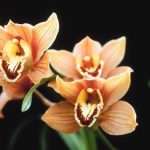 Какое нужно удобрение для орхидей