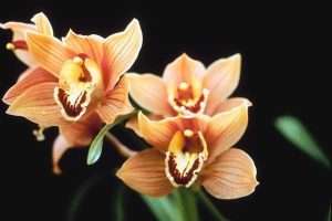 Какое нужно удобрение для орхидей