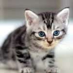 Американский короткошерстный кот: описание породы, характер, содержание и уход