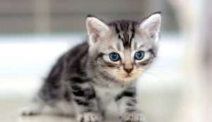 Американский короткошерстный кот: описание породы, характер, содержание и уход