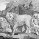 Собака породы кувас: история, описание, характер и уход
