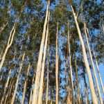 Применение эвкалипта: живительная сила стометрового дерева