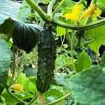 Теплая грядка для огурцов - отличный способ выращивания овощей в холодном климате