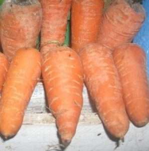 Как вырастить морковь на своем участке, чтобы она порадовала вас и удивила окружающих