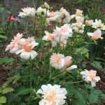 Роза полиантовая: фото, выращивание из семян в домашних условиях, отзывы