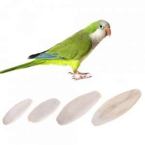 Сепия для попугаев: состав, отзывы и фото