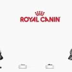 Корм для собак крупных пород «Роял Канин»: описание, дозировка и отзывы