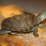 Фильтр для красноухой черепахи: виды, рейтинг, технические характеристики и рекомендации