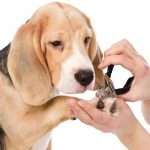 Стрижка когтей у собак: порядок проведения процедуры, периодичность, выбор кусачек, обработка порезов