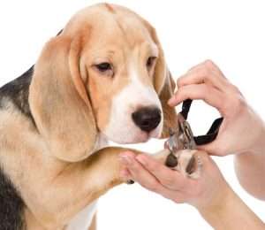 Стрижка когтей у собак: порядок проведения процедуры, периодичность, выбор кусачек, обработка порезов