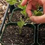 Прищипка  петунии – важный агротехнический приём, повышающий декоративность куста