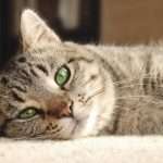 Колит у кошек: симптомы, лечение, виды и профилактика