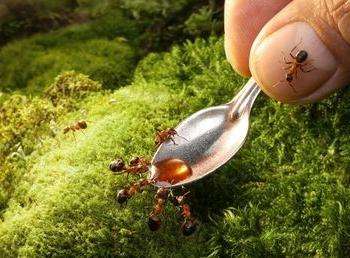 как избавиться от муравьев в частном доме