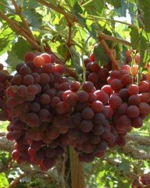 Летняя обрезка винограда