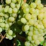 Виноград плевен - один из лучших столовых сортов винной ягоды