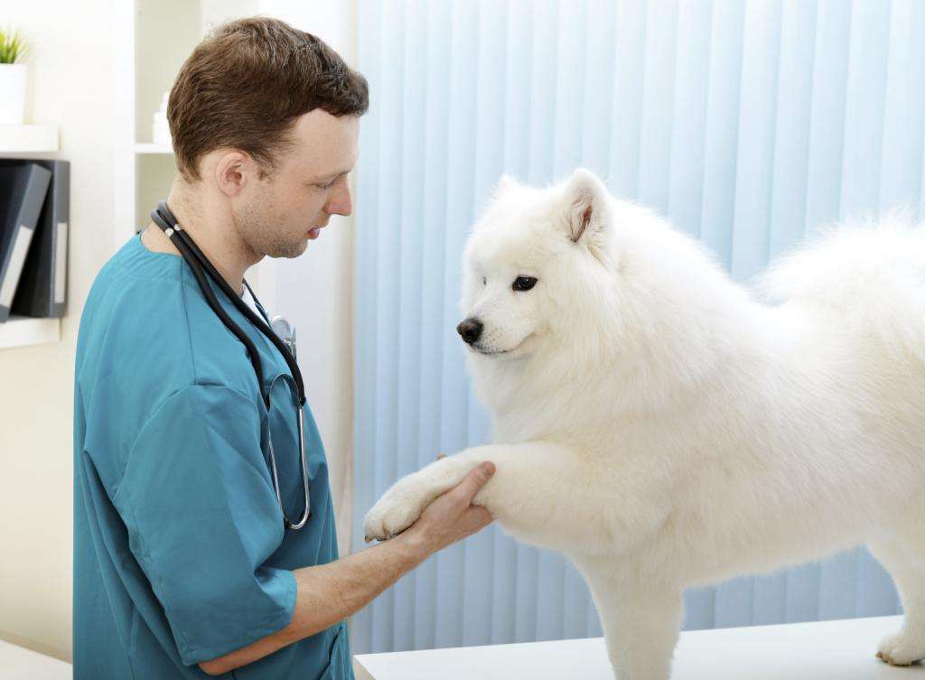 лечение дисплазии локтевого сустава у собак