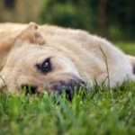 Дирофиляриоз у собак: лечение, симптомы, методы диагностики, последствия