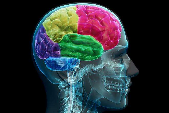 строение мозга человека
