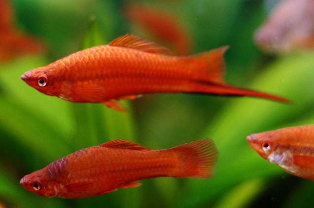 красные аквариумные рыбки фото